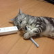 Illustration for article titled Cats Are Very Serious about Video Games
